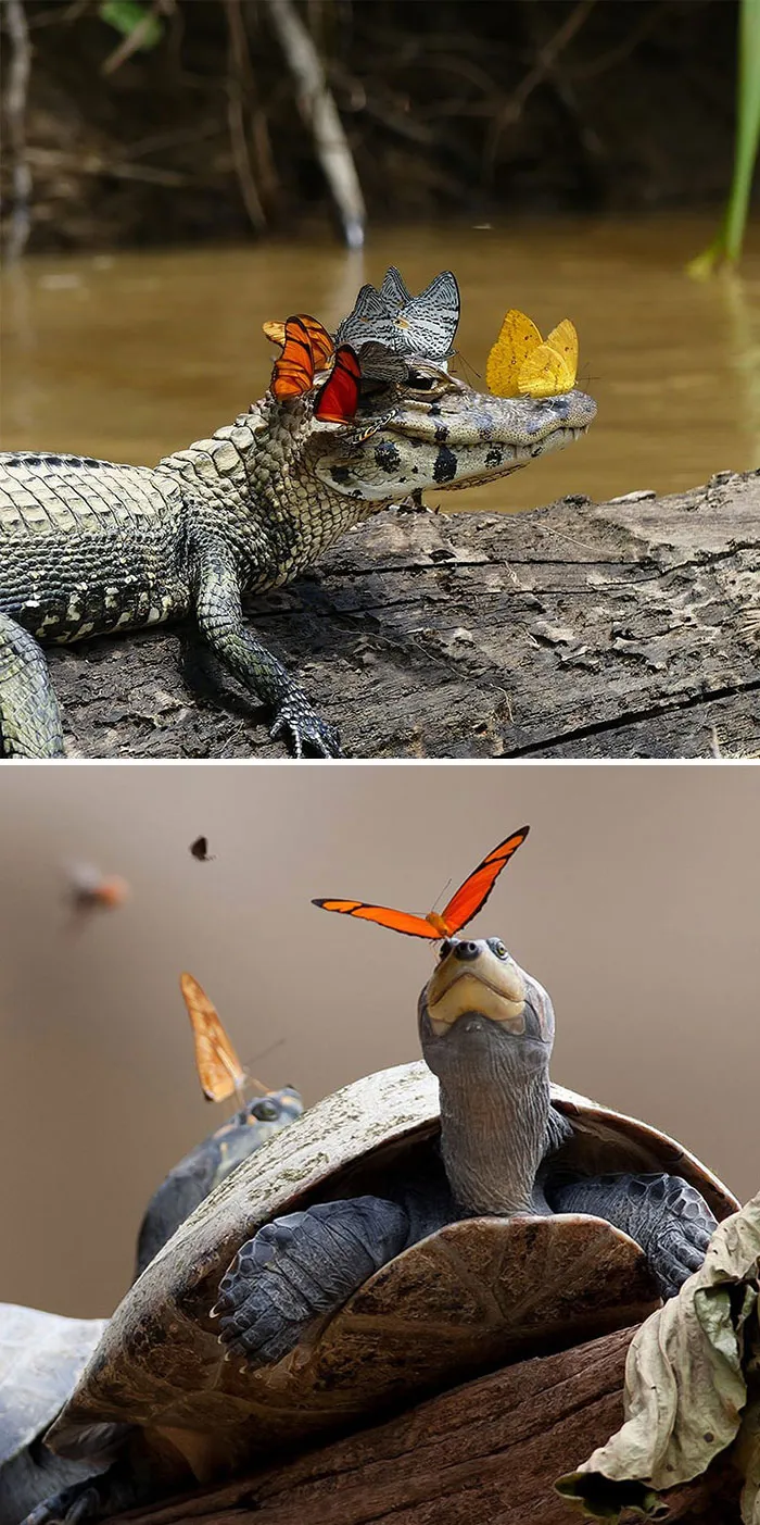 Butterflies Drink The Tears Of Turtles, Caimans, Alligators And Crocodiles As A Source Of Salt (Sodium) And Other Minerals As A Source Of Nutrition