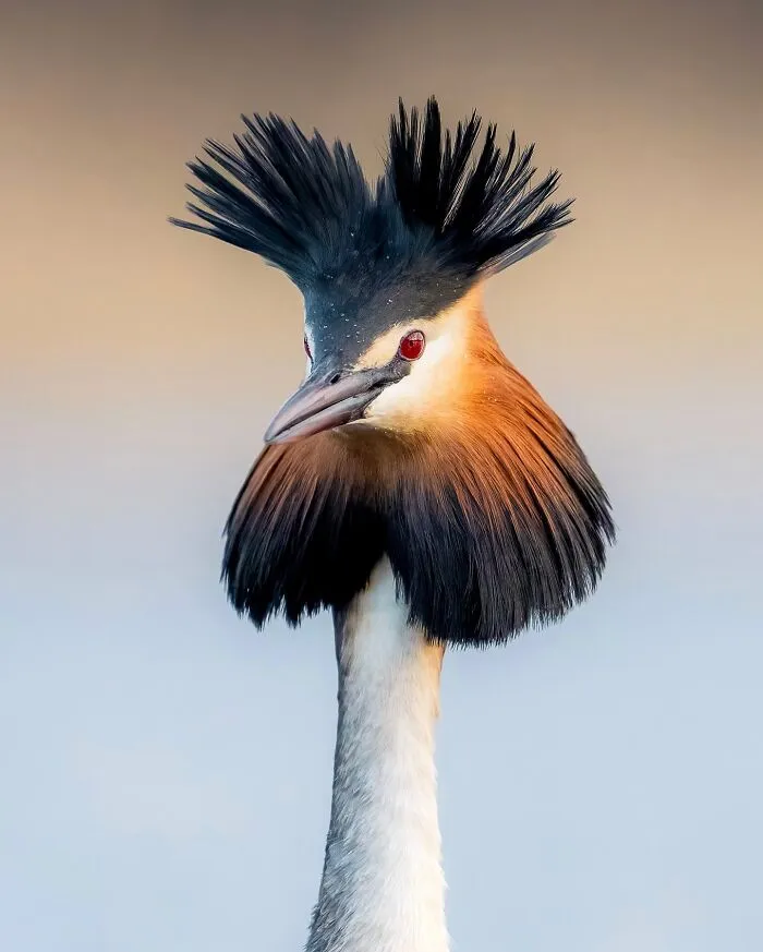 Birds Of Finland: 50 Stunning Images By Photographer Tom Nickels