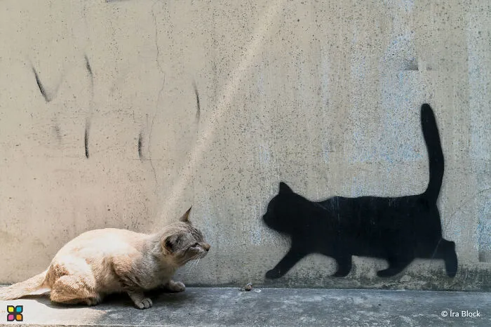 Shadow Surprise By Ira Block
