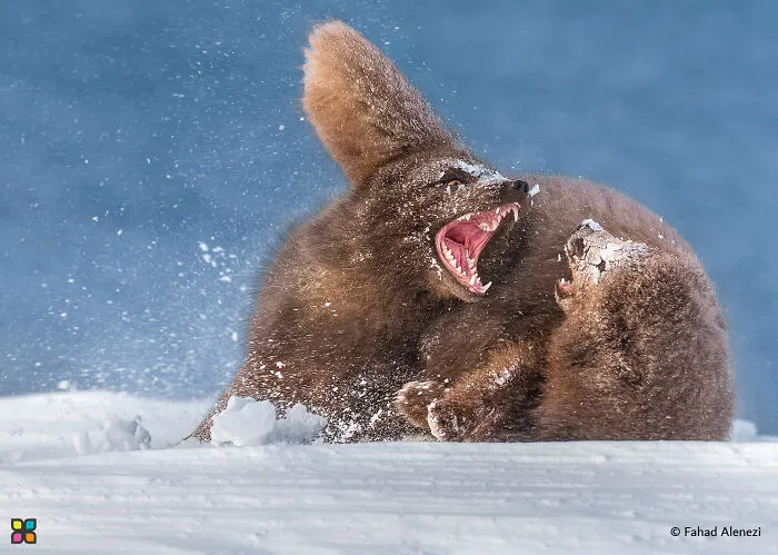 Blue Artic Fox By Fahad Alenezi