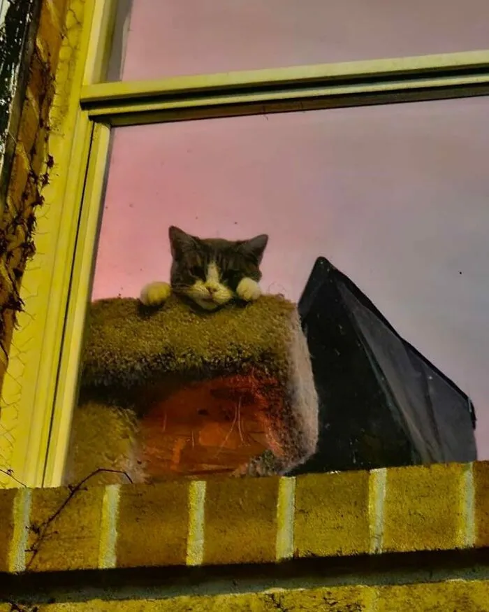 Este es Mr. Nubbs en Filadelfia, Pensilvania, por @cowboycatwrangler