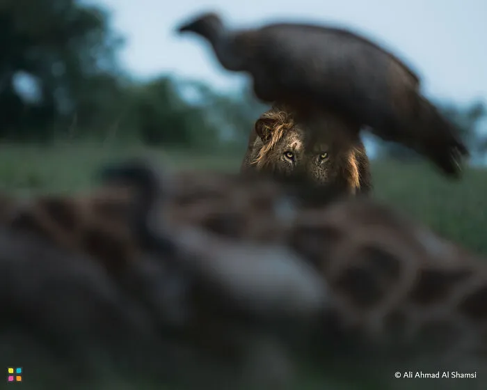Eyes On The Prize By Ali Ahmad Al Shamsii