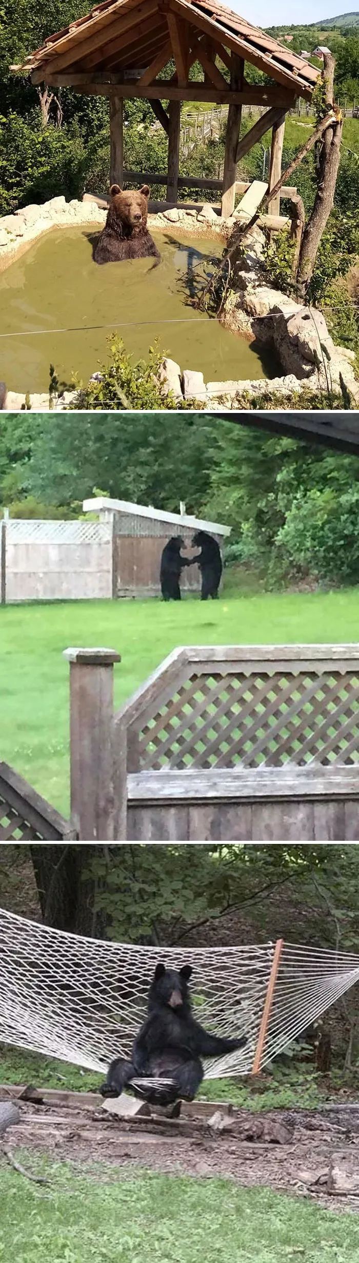 Bears On Cr*ck Is The Term Given To Bears That Invade People’s Home In Florida And Yes, Bears Are Known To Be “Chill”
