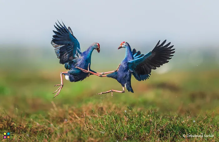 Fight Of The Purple Moorhens By Debabrata Sarkar