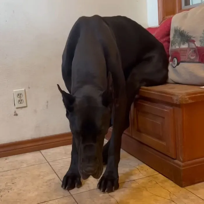 Silly - Sleeps In Odd Places