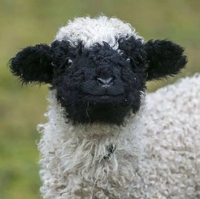 47 De las mejores fotos de animales haciendo lo que les da la gana