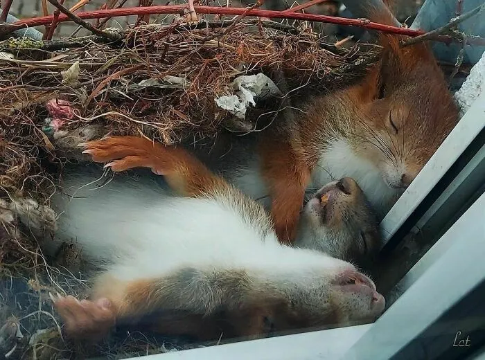 47 De las mejores fotos de animales haciendo lo que les da la gana