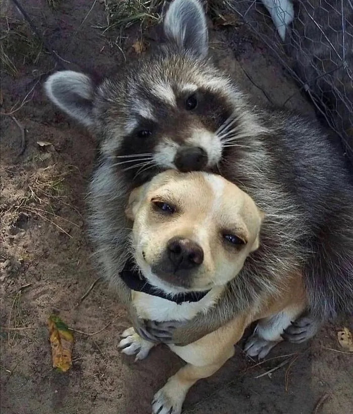 "The Snuggle Is Real": 50 Pics Of Animals Doing The Most Random Stuff (Best Of All Time)