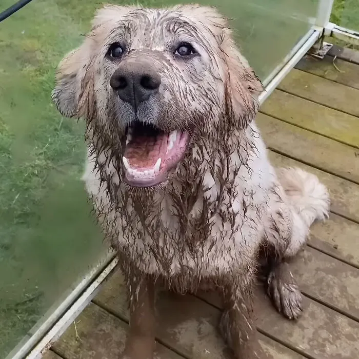 Khaleesi - Identifies As Mud