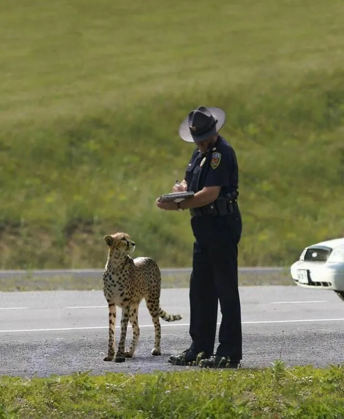 "The Snuggle Is Real": 50 Pics Of Animals Doing The Most Random Stuff (Best Of All Time)