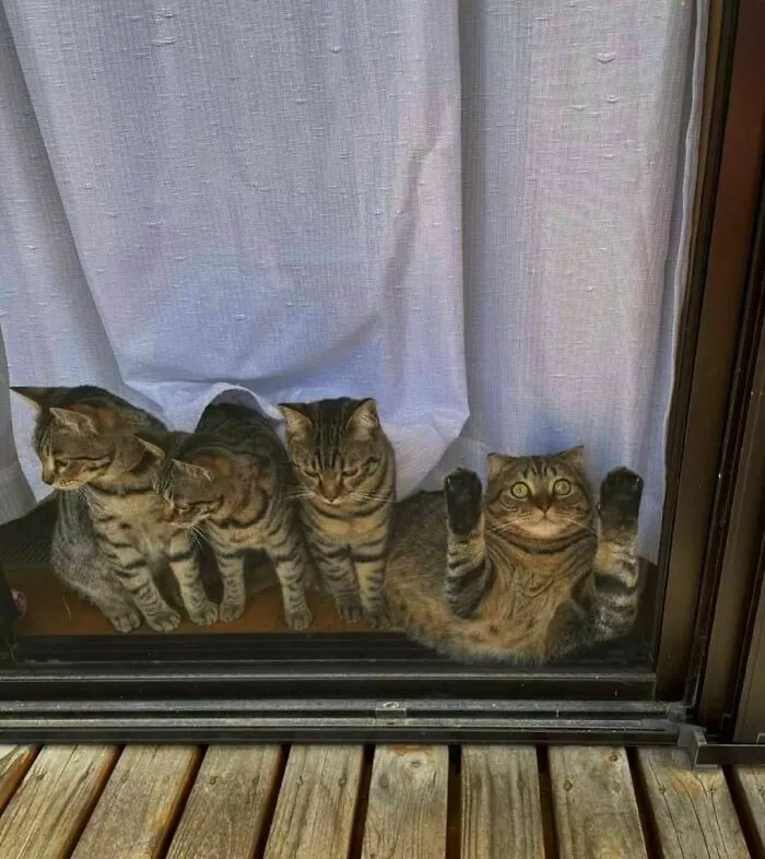 47 De las mejores fotos de animales haciendo lo que les da la gana