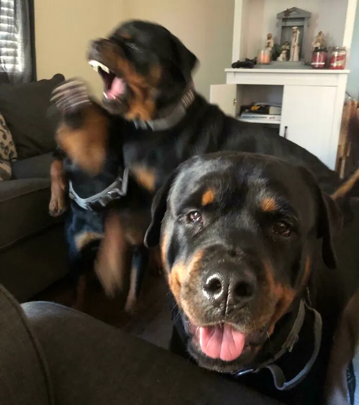 Blurry Picture Of Dogs