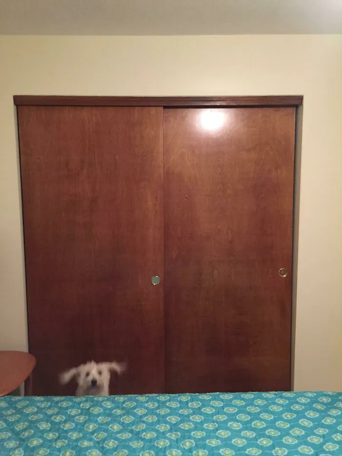 Blurry Picture Of A Dog