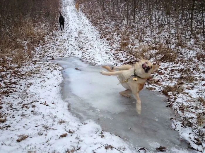 Blurry Picture Of A Dog