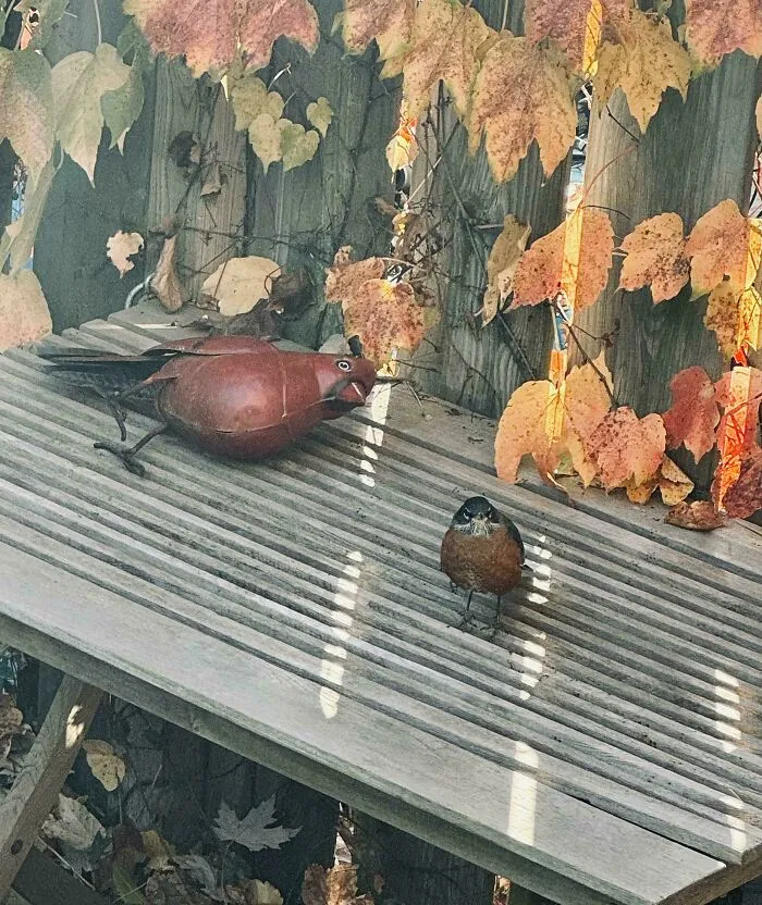 Angry Robin