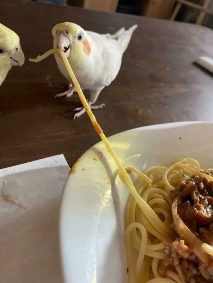 Bird playfully stealing spaghetti from a plate, showcasing funny bird antics at the dining table.