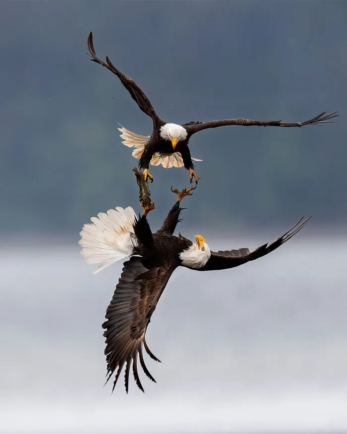 Birds: Highly Honored - Bald Eagle Fight By Michael Despines