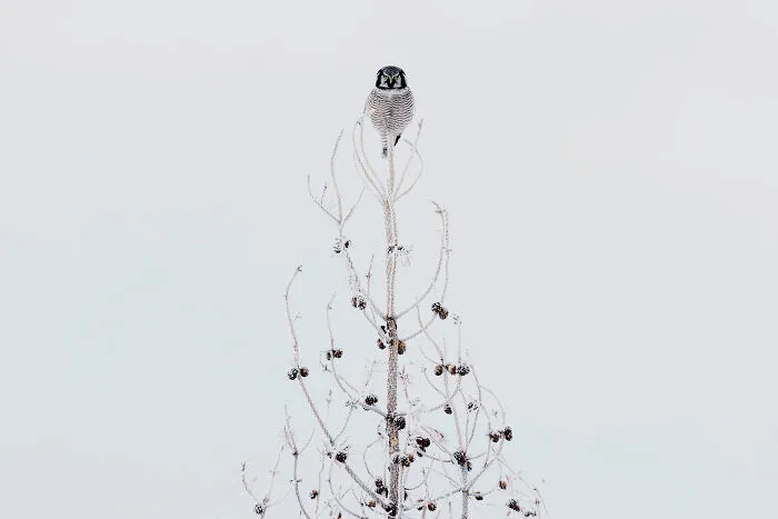 Birds: Highly Honored - Northern Hawk Owl By Liron Gertsman