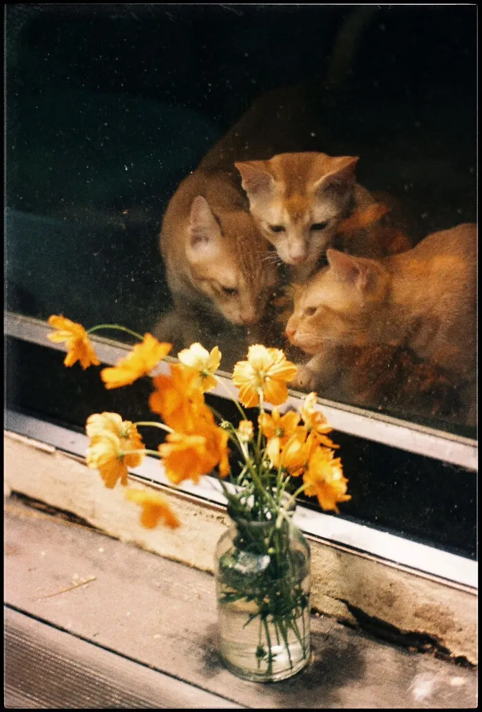 Cats On Expired Fuji Velvia 50