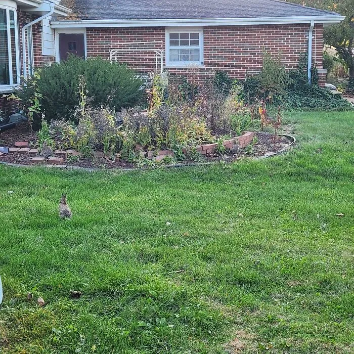 There Are 3 Rabbits