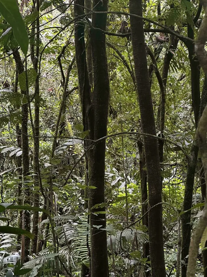 Find The Jaguar