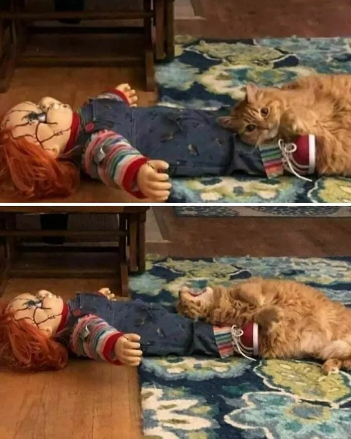 My Husband Brought Home A Chucky Doll And Our Cat Loves It 🖤