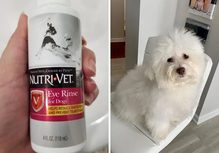Those Adorable Puppy Eyes Getting A Little Tear-Stained? Keep Them Clean And Bright With A Gentle <a Style="Display:inline;" Href="Https://Www.amazon.com/Nutri-Vet-Rinse-Liquid-Dogs-4-Ounce/Dp/B0018ce84i?ie=utf8&th=1&linkcode=ll1&tag=bponion-20&linkid=1480188393450bbb4d84ca6405bc3fcb&language=en_us&ref_=as_li_ss_tl" Target="_blank"><span Style="Font: Inherit; Color: #d74b1f;"> Nutri-Vet Eye Rinse For Dogs</Span>
