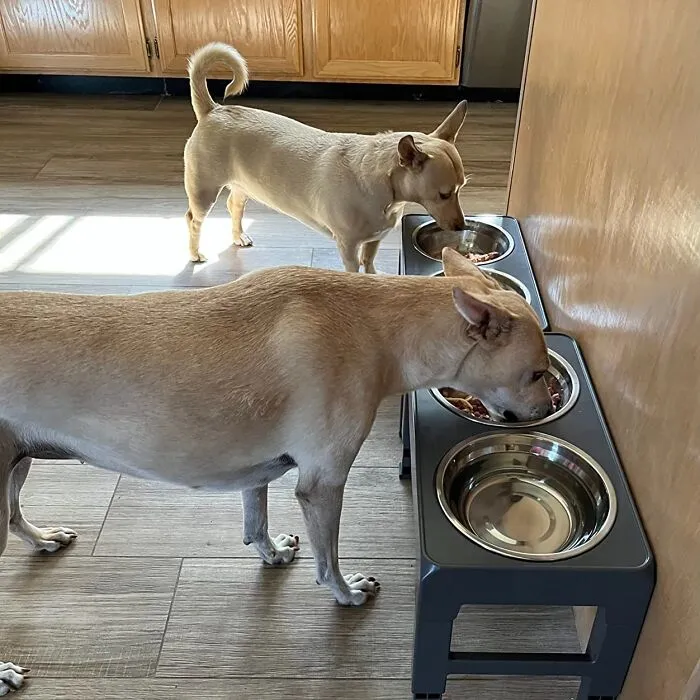 Pup Straining To Reach Their Grub? Feed Them In Comfort With A Convenient <a Style="Display:inline;" Href="Https://Www.amazon.com/Urpower-Elevated-Adjustable-Stainless-Non-Slip/Dp/B09jg9hq2n?ie=utf8&th=1&linkcode=ll1&tag=bponion-20&linkid=e26f752d5e09063c27b2eda8652fa61e&language=en_us&ref_=as_li_ss_tl" Target="_blank"><span Style="Font: Inherit; Color: #d74b1f;"> Height Adjustable Dog Bowl</Span>