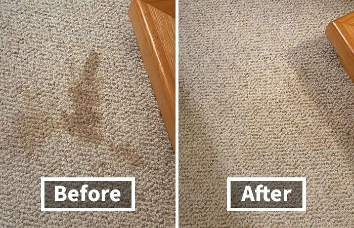 Accidents Happen, But Stains Don't Have To Stick Around... Erase Them With A Potent <a Style="Display:inline;" Href="Https://Www.amazon.com/Rocco-Roxie-Supply-Co-Professional/Dp/B00ckfl93k?ie=utf8&th=1&linkcode=ll1&tag=bponion-20&linkid=9dd4c93156b6c12c001515ebccfd008c&language=en_us&ref_=as_li_ss_tl" Target="_blank"><span Style="Font: Inherit; Color: #d74b1f;"> Stain & Odor Eliminator</Span>
