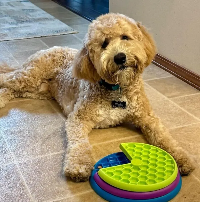Tired Of Your Pup Inhaling Meals In 2 Seconds Flat? Challenge Their Chompers With The <a Style="Display:inline;" Href="Https://Www.amazon.com/Outward-Hound-Ottosson-Puppy-Puzzle/Dp/B0b965sf5l?ie=utf8&th=1&linkcode=ll1&tag=bponion-20&linkid=03f8c4dd056dfff6c3fe9a84ac1bc1d5&language=en_us&ref_=as_li_ss_tl" Target="_blank"><span Style="Font: Inherit; Color: #d74b1f;"> 2-Layer Puzzle Feeder</Span>