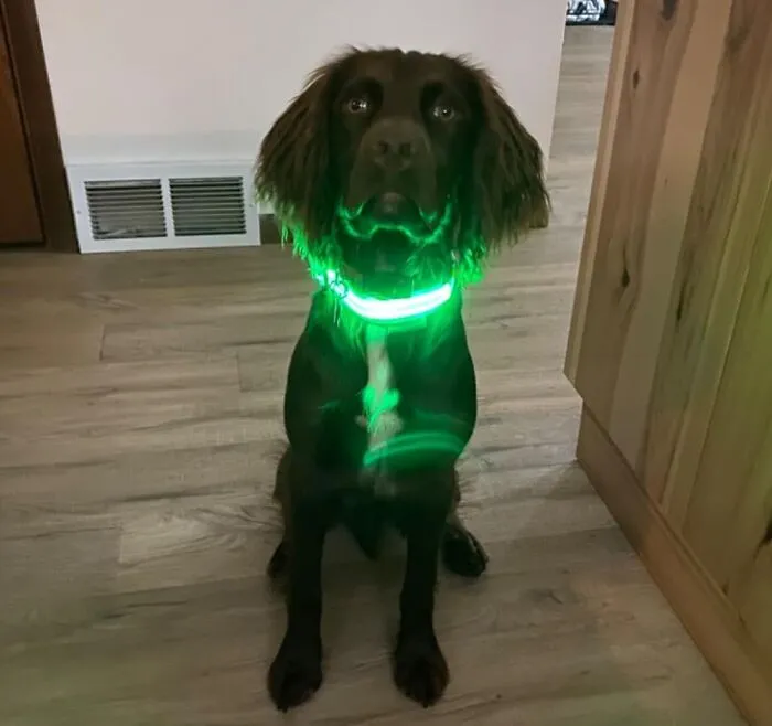 No More Lost Pups In The Dark! Keep Them Visible And Safe On Nighttime Walks With The <a Style="Display:inline;" Href="Https://Www.amazon.com/Illumiseen-LED-Dog-Collar-Rechargeable/Dp/B01c39cluc?ie=utf8&th=1&linkcode=ll1&tag=bponion-20&linkid=eb2a5a4374a149c2a0c39feaf9f52d07&language=en_us&ref_=as_li_ss_tl" Target="_blank"><span Style="Font: Inherit; Color: #d74b1f;"> Rechargeable LED Dog Collar</Span>