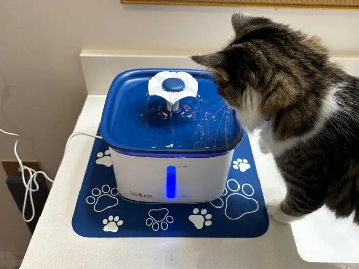 Pup Preferring Running Water To Stale Bowls? Quench Their Thirst With A Refreshing <a Style="Display:inline;" Href="Https://Www.amazon.com/Veken-Fountain-Automatic-Dispenser-Replacement/Dp/B08nc54vzn?ie=utf8&th=1&linkcode=ll1&tag=bponion-20&linkid=42b21cd93263c8ed6bd2ee328eaab993&language=en_us&ref_=as_li_ss_tl" Target="_blank"><span Style="Font: Inherit; Color: #d74b1f;"> Pet Fountain</Span>