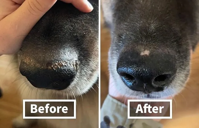Dry, Cracked Noses Getting Your Pup Down? Soothe And Moisturize With A Nourishing <a Style="Display:inline;" Href="Https://Www.amazon.com/Natural-Dog-Company-Ingredients-Packaging/Dp/B00npjj35g?ie=utf8&th=1&linkcode=ll1&tag=bponion-20&linkid=ab714847fac69599ea9eabc3d7baff65&language=en_us&ref_=as_li_ss_tl" Target="_blank"><span Style="Font: Inherit; Color: #d74b1f;"> Dog Nose Balm</Span>