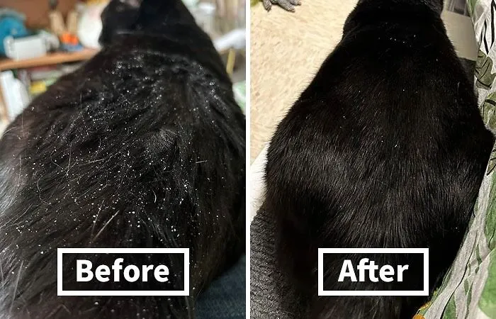 Allergies Getting In The Way Of Snuggle Time? Reduce Dander And Sneezes With A Gentle <a Style="Display:inline;" Href="Https://Www.amazon.com/Burts-Bees-Cats-Reducing-Colloidal/Dp/B00xk4jp0y?ie=utf8&th=1&linkcode=ll1&tag=bponion-20&linkid=6312ce8a69a55996255987e2088feb42&language=en_us&ref_=as_li_ss_tl" Target="_blank"><span Style="Font: Inherit; Color: #d74b1f;"> Burt's Bees Dander Reducing Spray</Span>