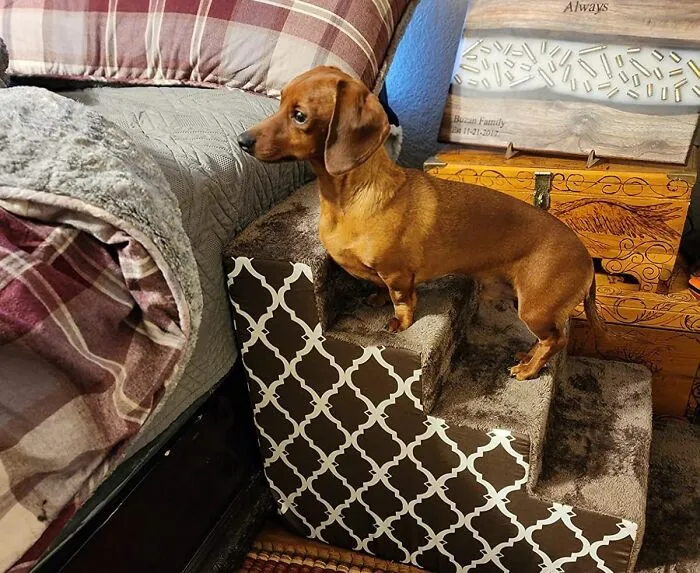 Give Them A Leg Up With A Handy <a Style="Display:inline;" Href="Https://Www.amazon.com/Certipur-Us-Certified-Pet-Best-Supplies/Dp/B077fnhtjn?ie=utf8&th=1&linkcode=ll1&tag=bponion-20&linkid=f2ee065f0013184de0b707382a448cf8&language=en_us&ref_=as_li_ss_tl" Target="_blank"><span Style="Font: Inherit; Color: #d74b1f;"> Stairs For Small Dogs & Cats</Span>
