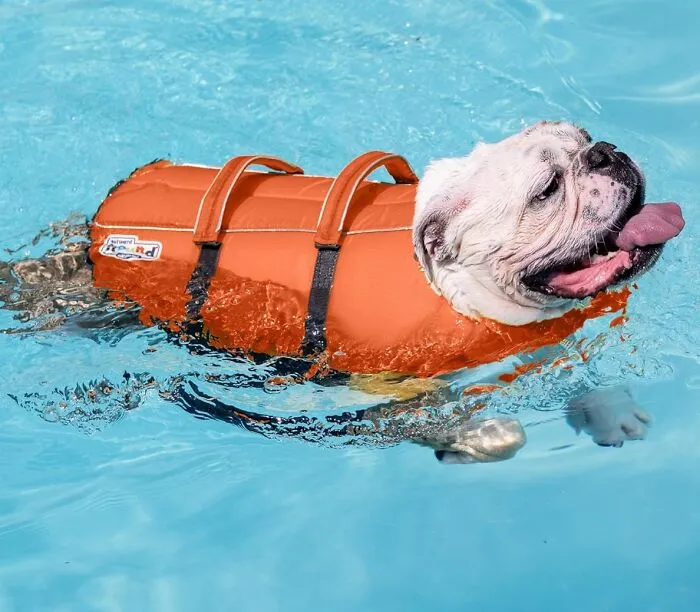 Pup Wanting To Take A Dip? Keep Them Safe And Afloat With A Reliable <a Style="Display:inline;" Href="Https://Www.amazon.com/Outward-Hound-Granby-Life-Jacket/Dp/B0081xik4q?crid=1gq0pcny068x&keywords=dog%2blife%2bjacket&qid=1697461067&refinements=p_72%3a2661618011&rnid=2661617011&s=pet-Supplies&sprefix=dog%2blife%2bjacket%2b%2cpets%2c169&sr=1-4&th=1&linkcode=ll1&tag=bponion-20&linkid=6a9908992345d3b2ff68a6d02e7fbced&language=en_us&ref_=as_li_ss_tl" Target="_blank"><span Style="Font: Inherit; Color: #d74b1f;"> Dog Life Jacket</Span>