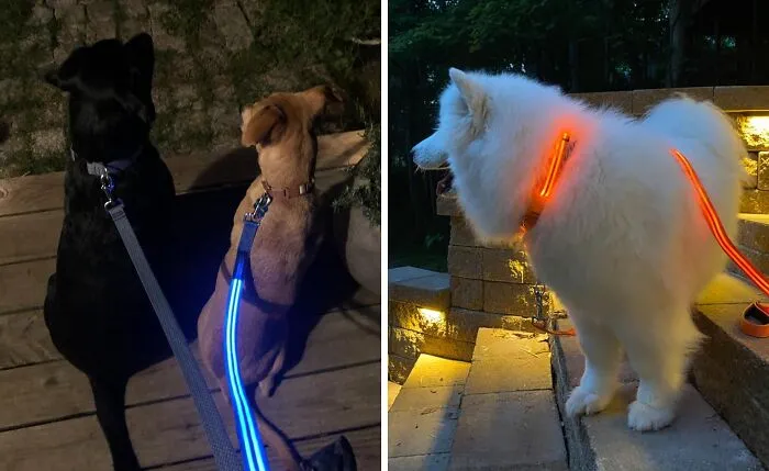 Nighttime Walks Getting A Little Too Dark? Stay Visible And Safe With A Radiant <a Style="Display:inline;" Href="Https://Www.amazon.com/Illumiseen-LED-Dog-Leash-Rechargeable/Dp/B00uaszuck?ie=utf8&th=1&linkcode=ll1&tag=bponion-20&linkid=08550525b1ba2eadfddf4131db26a94e&language=en_us&ref_=as_li_ss_tl" Target="_blank"><span Style="Font: Inherit; Color: #d74b1f;"> Light Up Dog Leash</Span>