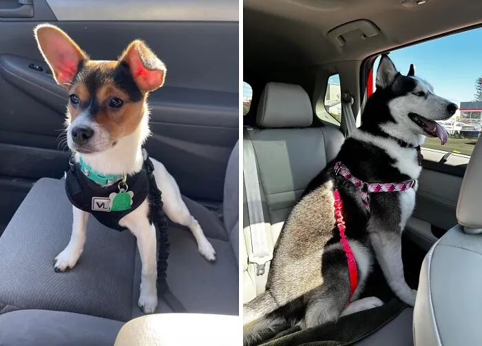 Keep Them Safe And Secure On The Go With A Sturdy <a Style="Display:inline;" Href="Https://Www.amazon.com/Cooyoo-Retractable-Seatbelts-Adjustable-Vehicle/Dp/B07x836sw9?ie=utf8&th=1&linkcode=ll1&tag=bponion-20&linkid=82e542a8acbc6c94ebec3946d2937000&language=en_us&ref_=as_li_ss_tl" Target="_blank"> <span Style="Font: Inherit; Color: #d74b1f;"> Dog Seat Belt</Span>