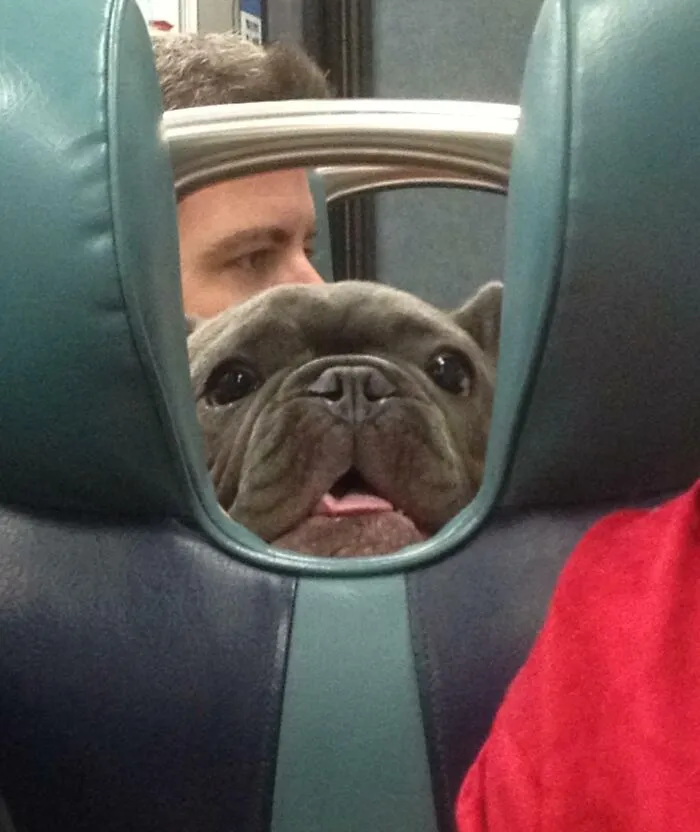 Estaba en el tren y vi esta carita 