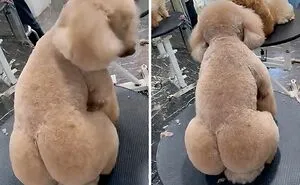 50 Times Pets Left The Groomer Looking Like Totally Different Animals (New Pics)