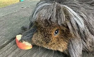50 Times Pets Left The Groomer Looking Like Totally Different Animals (New Pics)