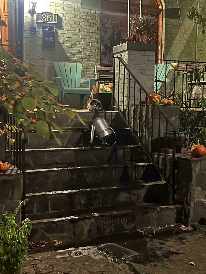Neighborhood Cat Knocked Over Our Half-Full Watering Can And Was Gloating Over Her Victory When I Got Home