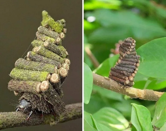 The Bagworm Moth Caterpillar Is An Exceptional Architect In The Animal Kingdom, They Build Their Houses And Carry It Along With Them Everywhere They Go