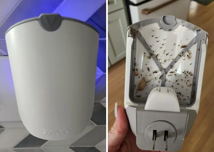 Catch Those Pesky Pests With The <a Style="Display:inline;" Href="Https://Www.amazon.com/Electric-Flying-Insect-Trap-Starter/Dp/B07t869rny?ie=utf8&linkcode=ll1&tag=bpmoose-20&linkid=809a8a0aa167a9478e750aa15845f1c1&language=en_us&ref_=as_li_ss_tl" Target="_blank"><span Style="Font: Inherit; Color: #d74b1f;"> Insect Trap For Indoors</Span>, A UV-Powered Solution To Unwanted Insects In Your Home!