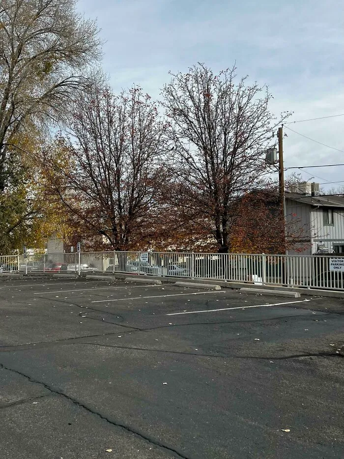 I Work At An Old Folks Home. This Is The Visitor Parking On Thanksgiving Day