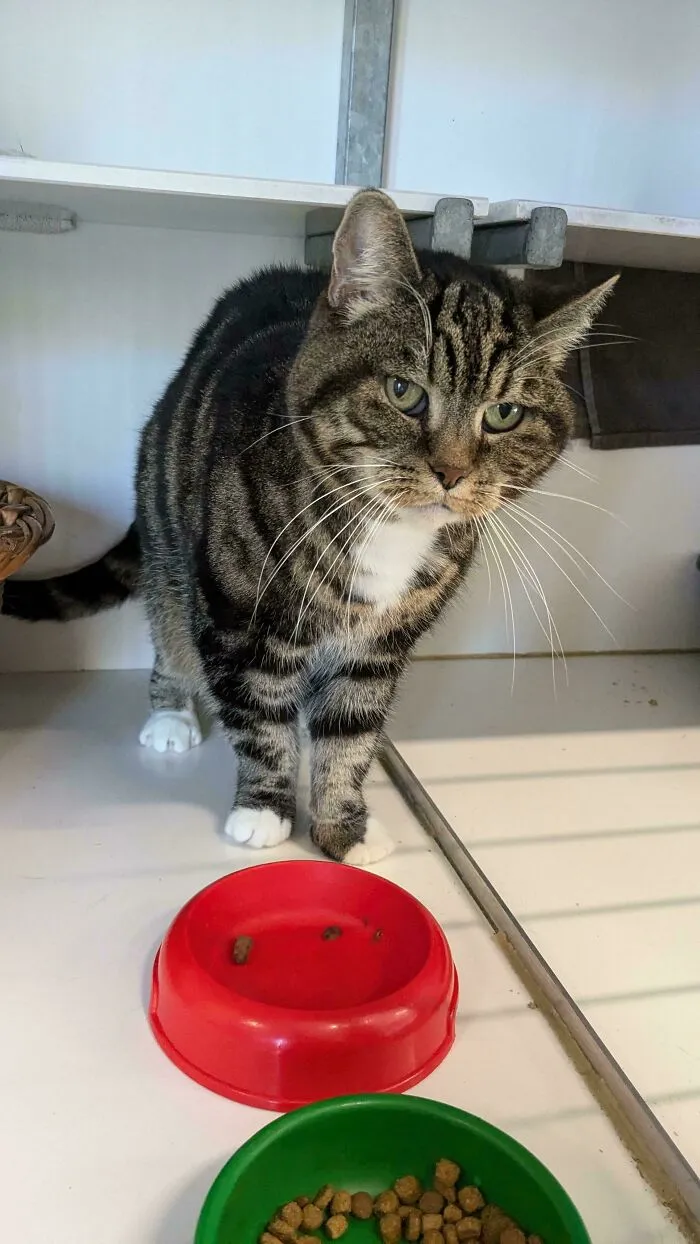 Adopted A 17 Year Old Cat Today Meet Moppie