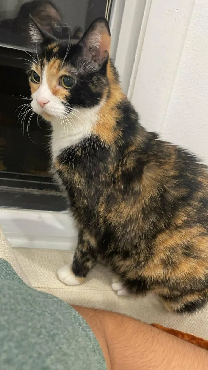 My First Kitty Cat Ivy. She’s 17 Years Old