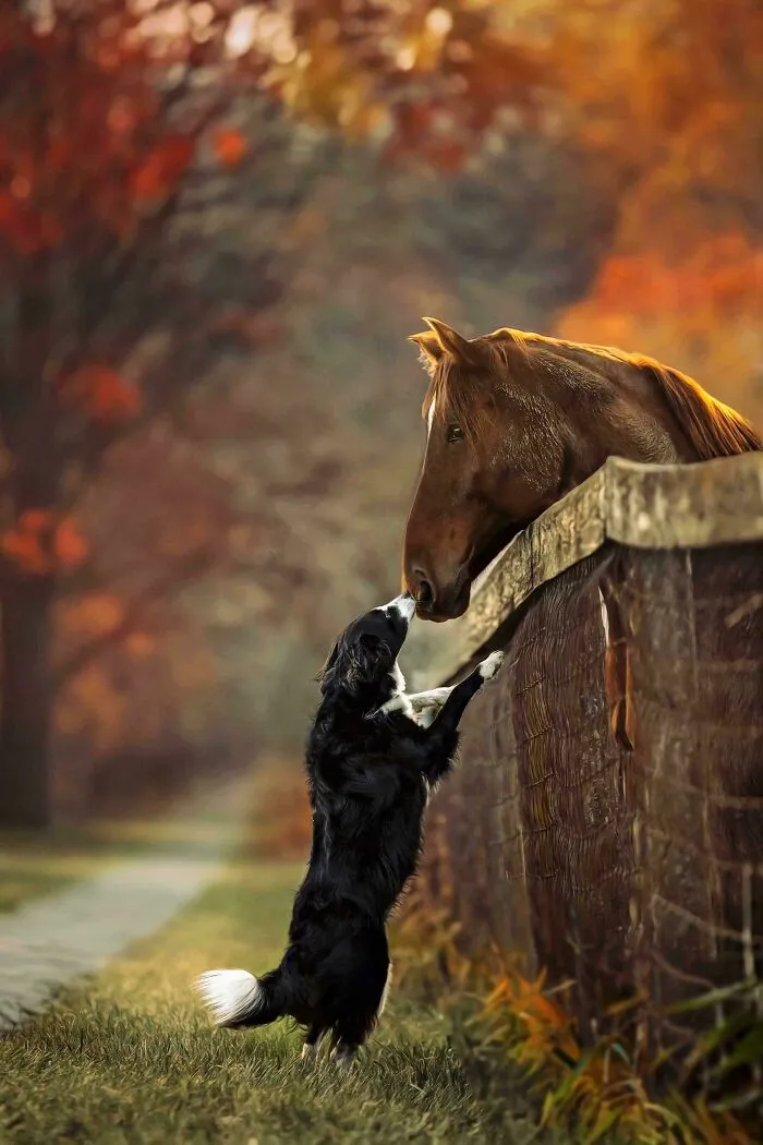 🐎 🐕