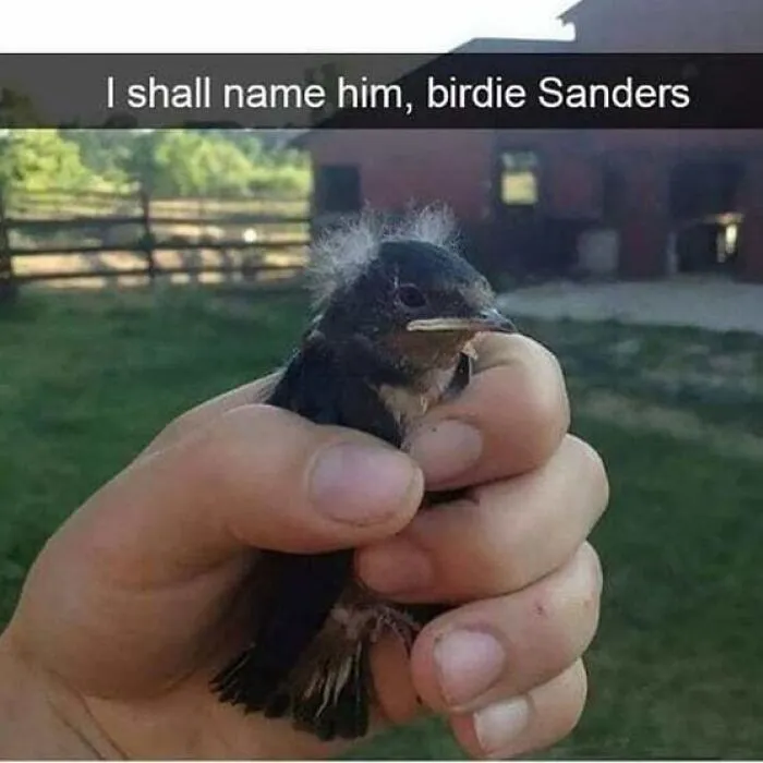 50 Times Birds Were Perfect Material For Memes