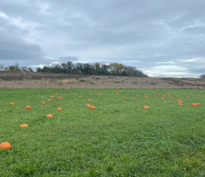 Paid $12 To Go To This “Pumpkin Patch”, Aka A Field With Pumpkins Placed In It